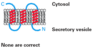 Alternative protein orientation