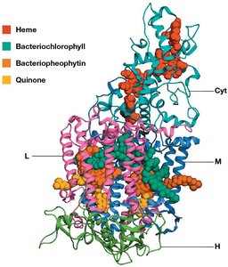 Calvin cycle overview