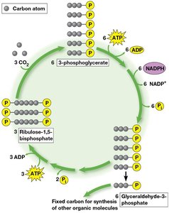 Detailed Calvin cycle reactions
