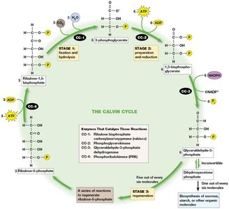 Thioredoxin regulation of Calvin cycle enzymes