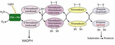 Redox regulation of Calvin cycle enzymes