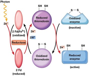 Sucrose and starch synthesis pathways