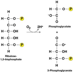 Photorespiratory pathway across organelles