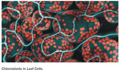 Chloroplasts in leaf cells