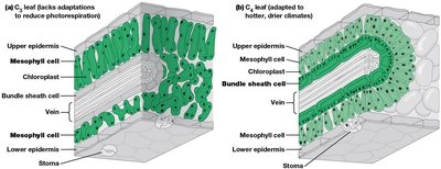 CAM pathway in plant cell