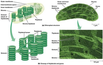 Chloroplast structure and thylakoid organization