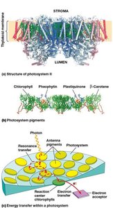 Structure and function of a photosystem