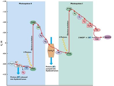 Z-scheme of electron flow in photosynthesis