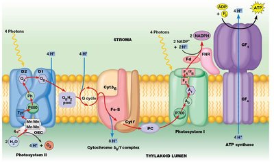 Electron transport chain in the thylakoid membrane