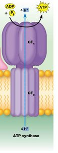 ATP synthase mechanism in the thylakoid membrane