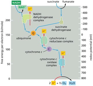 Redox potential changes along the ETC