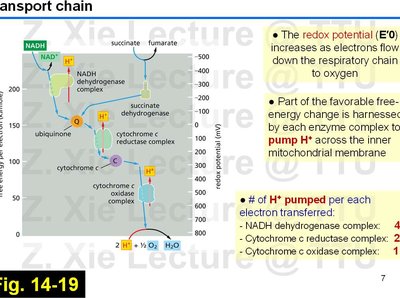 Redox potential and proton pumping in the ETC