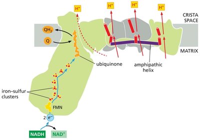 Structure of NADH dehydrogenase