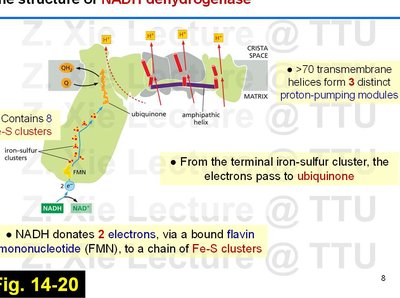 NADH dehydrogenase structure and electron flow