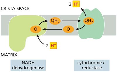 Quinone-mediated proton pumping