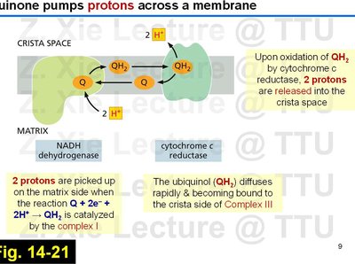 Directional release and uptake of protons by quinone