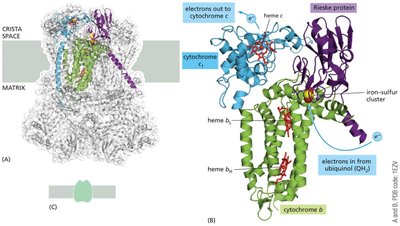 Structure of cytochrome c reductase