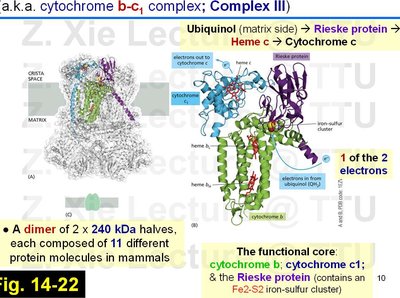 Cytochrome c reductase structure and electron flow