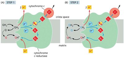 Q-cycle mechanism in cytochrome c reductase