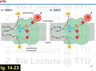 Q-cycle steps in Complex III