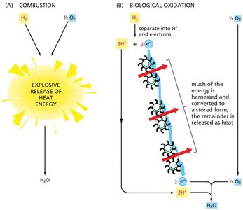 Comparison of combustion and biological oxidation