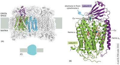 Structure of cytochrome c oxidase