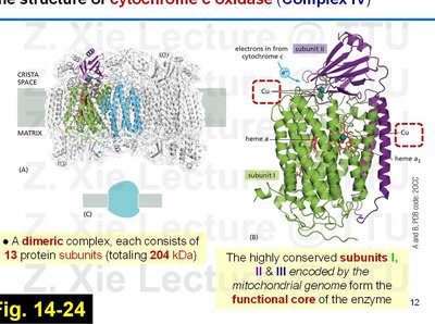 Cytochrome c oxidase structure and subunits