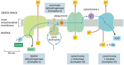 Path of electrons through the respiratory chain