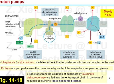 Proton pumps in the electron transport chain