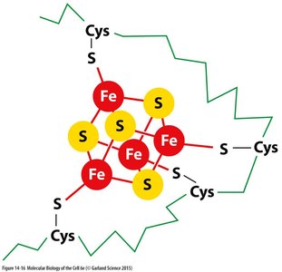 Structure of an iron-sulfur cluster