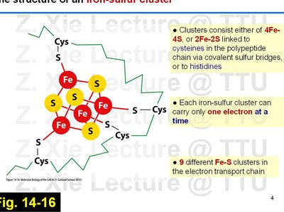 Structure and properties of iron-sulfur clusters