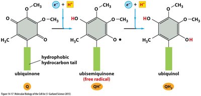 Redox states of ubiquinone