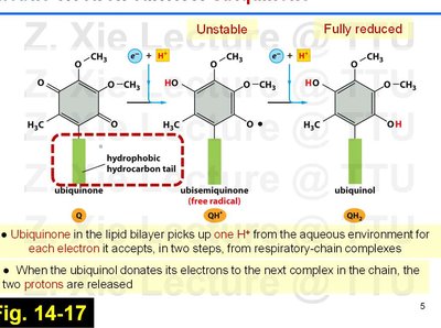 Ubiquinone redox transitions and proton uptake/release
