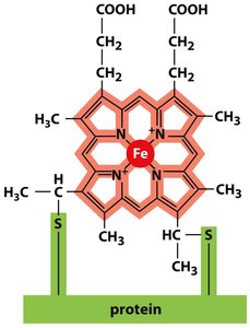 Structure of the heme group in cytochrome c