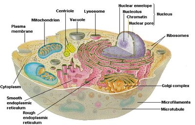 Labeled diagram of a eukaryotic cell showing organelles including ER, Golgi, lysosome, and nucleus