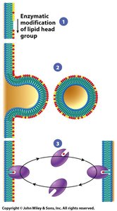 Diagram of membrane synthesis and vesicle formation in the ER