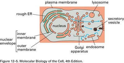 Schematic of endomembrane system and vesicle trafficking