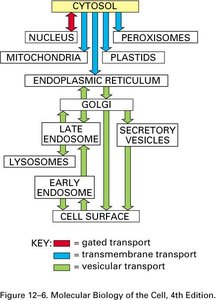 Flowchart of vesicular, gated, and transmembrane transport between organelles