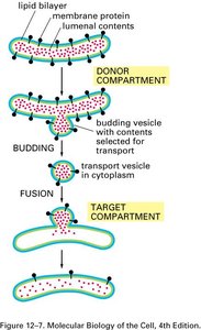 SRP binding to ribosome and signal sequence