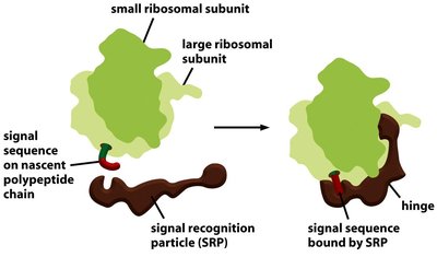 SRP-bound ribosome attaches to SRP receptor in ER membrane