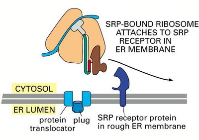 SRP-bound ribosome at the ER membrane translocon