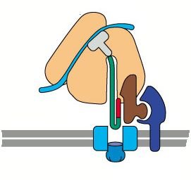 SRP and SRP receptor displaced, translation continues and translocation begins