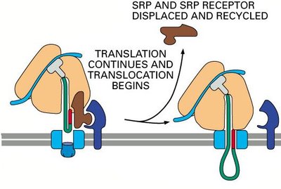 Co-translational translocation with Sec61 complex