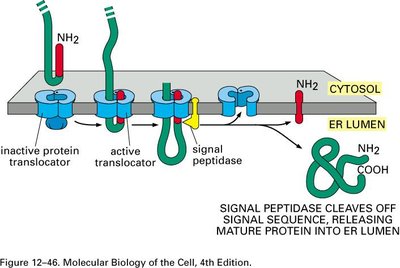 Signal peptidase cleaves off signal sequence, releasing mature protein into ER lumen