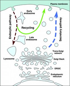 Diagram of endocytic and secretory pathways, recycling, and lysosome formation