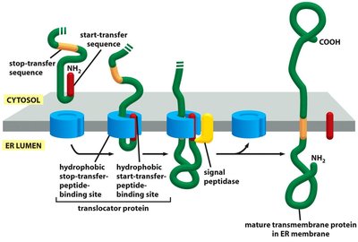Insertion of transmembrane protein into ER membrane
