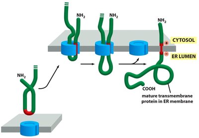 Multiple membrane-spanning domains in ER membrane protein
