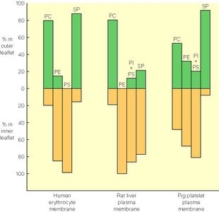 Histogram showing phospholipid distribution in different membranes