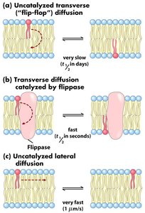 Mechanisms of lipid movement in membranes: flip-flop, flippase, and lateral diffusion