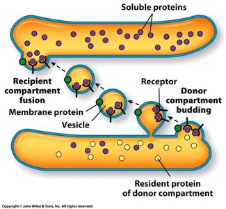 Diagram of vesicle budding, transport, and fusion